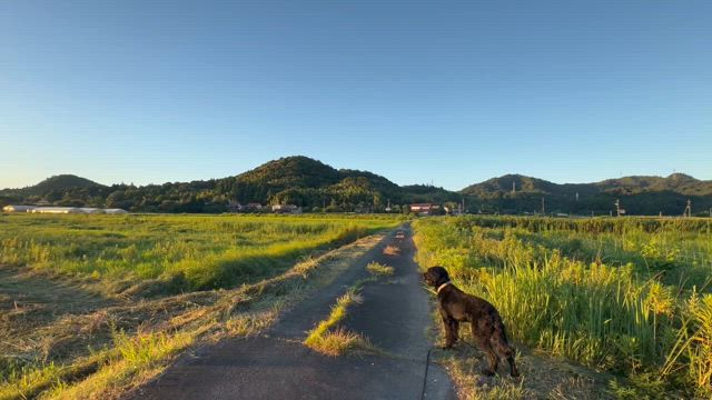 キラッキラッの記事動画