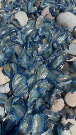 ポニーテールdeハイキングの記事動画