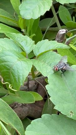 スズメガに寄生するにっくきヤドリバエ観察記の記事動画