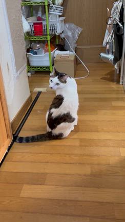 3月14日（土）保護猫譲渡会の記事動画