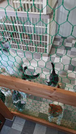 ピラニアの記事動画