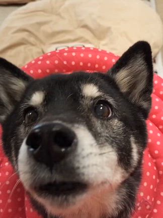 ぜんぶ恵方巻の記事動画