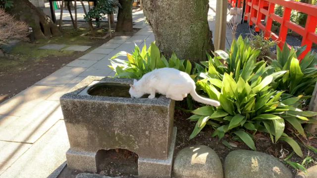 愛宕神社の白猫に会えると超ラッキー‼️の記事動画