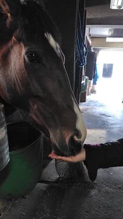 大井競馬場で騎乗停止さんの馬ちゃん応援の記事動画