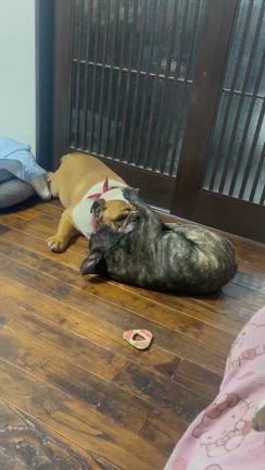 早く涼しくな～れ₍ᐢ‥ᐢ₎ ♡の記事動画