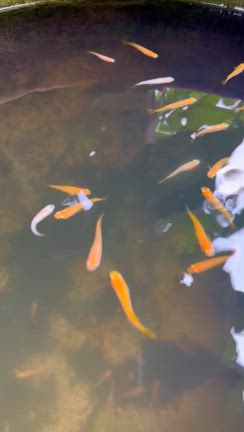 猛暑の日照りの、メダカたち。の記事動画