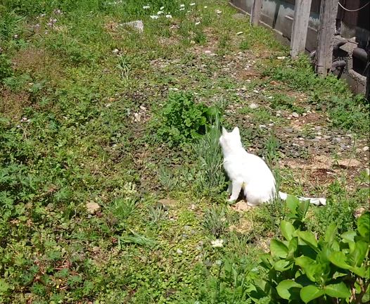 白と青の記事動画