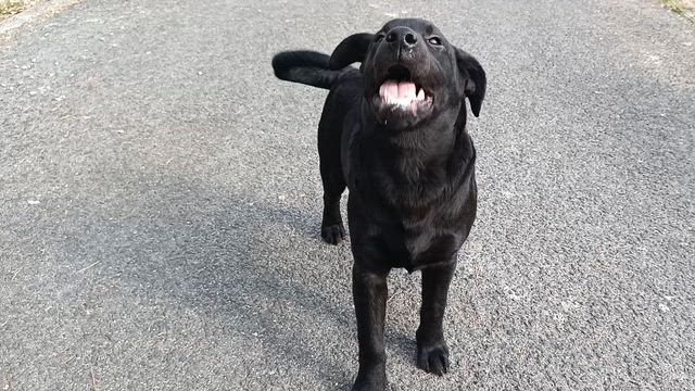 ラブラドールレトリバーのオーナーさん募集中です。の記事動画