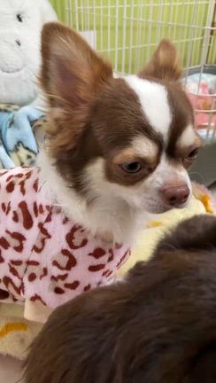 【正式譲渡】L.チワワ♡ピンキー君（1歳）の記事動画