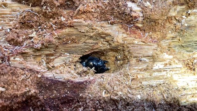 2026-3-14の記事動画