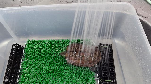 クサガメ権ちゃん、おしりふりふりの記事動画