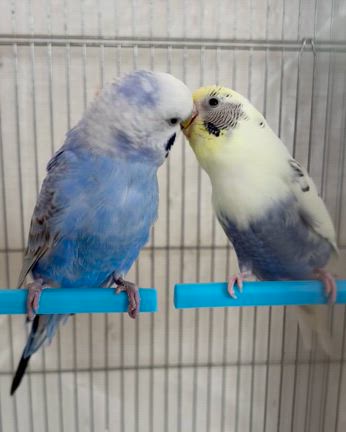 あかね家の巣引き・近況の記事動画