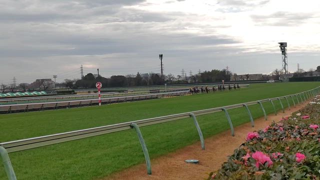 中山競馬場に行ってみた。ロイヤルファミリー展。来週は有馬記念。の記事動画