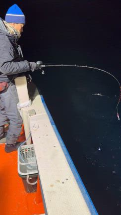 ヤリイカ2の記事動画