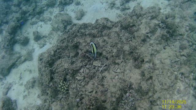 2025・11・14沖縄3人旅〰️アクティブカメラ映像〰️の記事動画