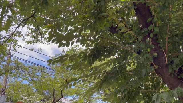 ★夏の風物詩★の記事動画