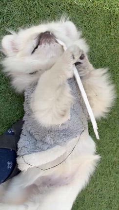 パンダちゃんみたいな　らんちゃん（動画）＆健康の記事動画