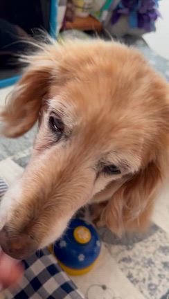 楽しかったおパンツ遠足とマロンの事の記事動画