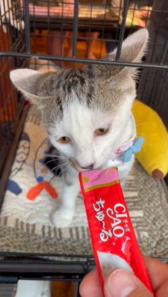 動画一覧｜「よこねこ」