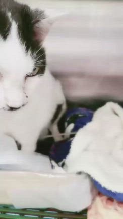 １８歳の、ひなちゃん入院への記事動画