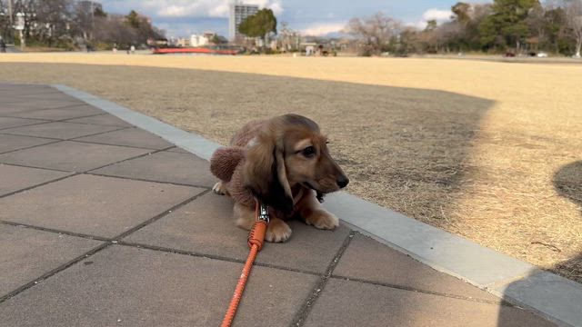 天王川公園でお散歩するとき、の記事動画