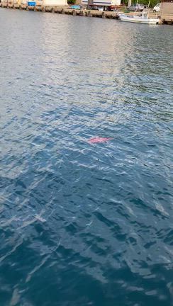 近場の釣りの記事動画