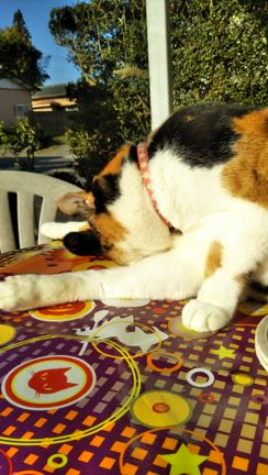 2025/05/16(金)　デイサービスにガッカリの記事動画