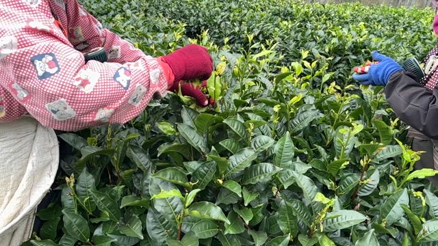 採茶慢動作。#有機茶#日月潭#水葉紅玉#老茶#梵音紅の記事動画