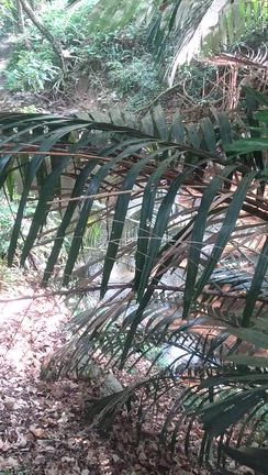 沖縄に行ってきた！三日目編の記事動画