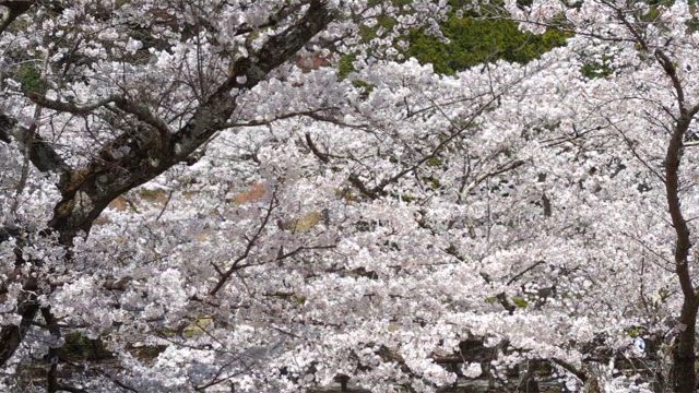 2025年亀岡さくら満開✿の記事動画