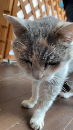 がばいサカえーる、ガブリエール…似てる？の記事動画