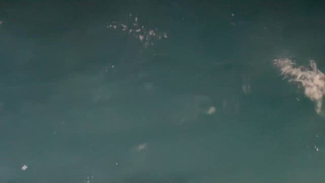 今日もイワシの探索の記事動画