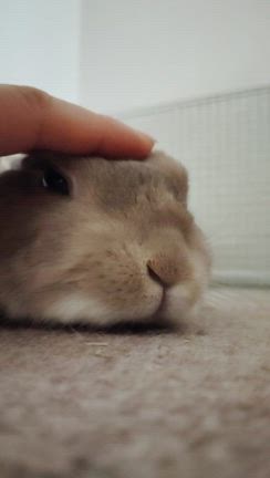 ちゃい娘ナデナデタイム〜の記事動画