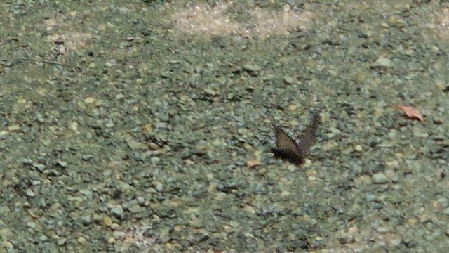 奇跡の連続♡伊勢神宮の御垣内参拝(๑•᎑<๑)ｰ☆の記事動画