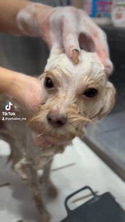 むぎくんの動画の記事動画