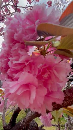 桜チキンハムの記事動画