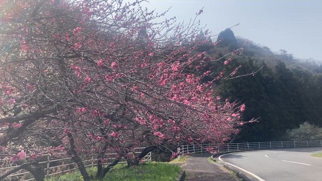 その悪い習慣、すぐに直さないと後悔します　外反母趾改善で重要なのは施術と◯◯◯の記事動画