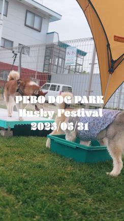 【ドッグラン事業部】PEBO DOG PARK ＼【ハスフェス-3歳未満の部-】無事に終了 ／の記事動画