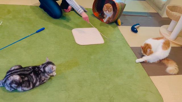 気温がぐんぐん上がり暖かいですね♪の記事動画