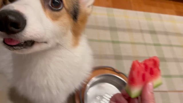 スイカ（音無し動画あり）の記事動画