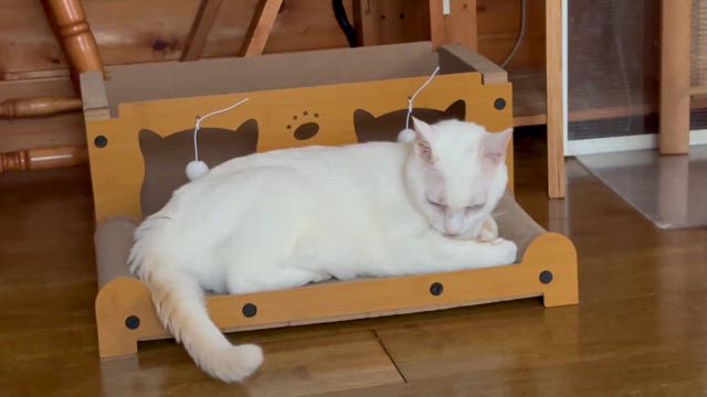 NEWガリガリベッドの記事動画