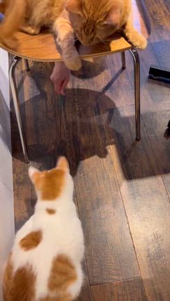 猫カフェの記事動画