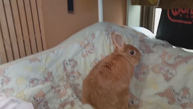 食べないよーだの記事動画