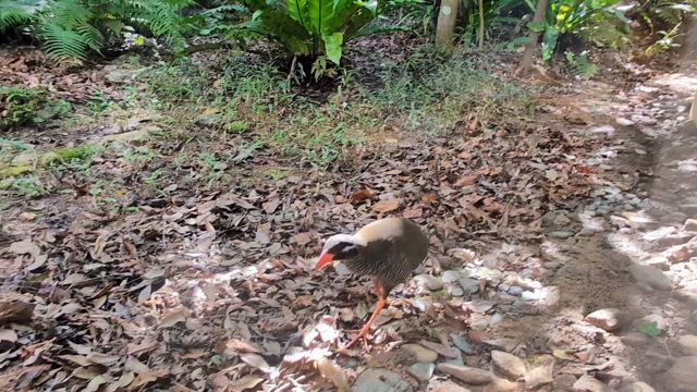 12【沖縄県 3泊4日の旅】沖縄の世界遺産を巡る旅：やんばる国立公園：ヤンバルクイナ生態展示施設の記事動画