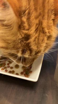 落ち着いて〜（笑）の記事動画