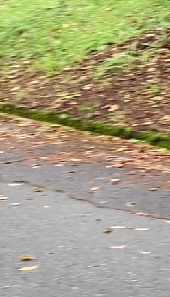 お山でのリフレッシュの記事動画