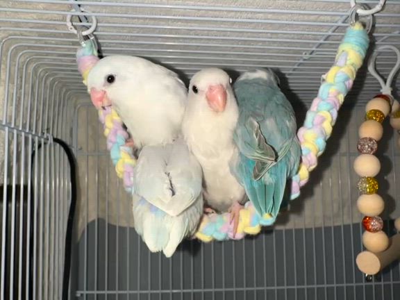 ※8/30追記あり【代理募集-⑨】マメルリハちゃんたち最新画像です！の記事動画