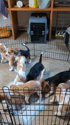 仔犬ちゃんの記事動画