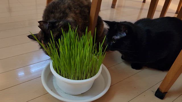 猫草、大成功！の記事動画