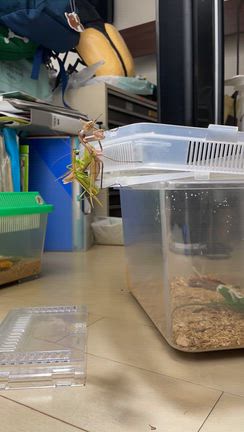 大戦争の予兆の記事動画